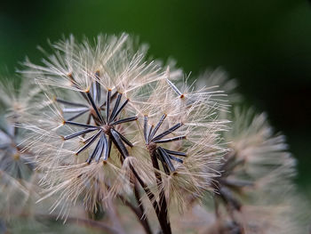 Close-up of dandelion on plant