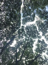 Low angle view of sunlight streaming through trees in forest