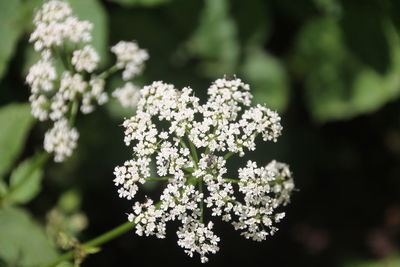 Close-up of white flowering plant