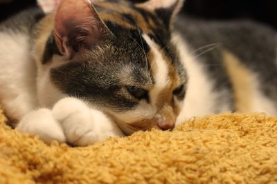 Close-up of sleeping cat