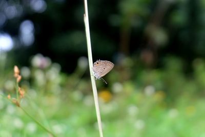 Close-up of flower growing on land