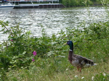 Swan on lake