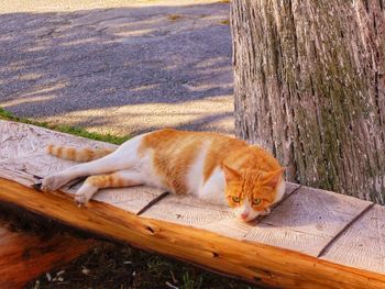 Cat lying on tree trunk