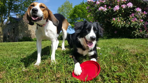 View of dog on field
