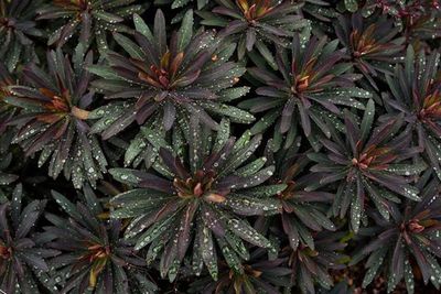 Full frame shot of leaves