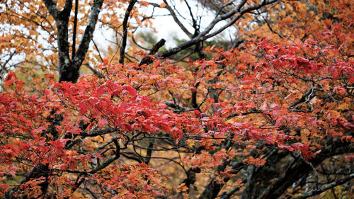 Cherry blossom tree during autumn