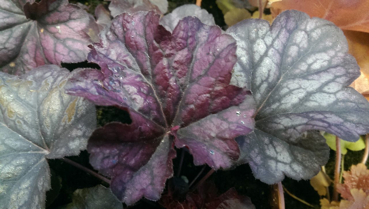 leaf, nature, day, plant, fragility, no people, outdoors, growth, close-up, beauty in nature, petal, flower, freshness, flower head, water