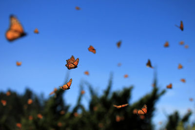 Close-up of butterflies flying against blue sky