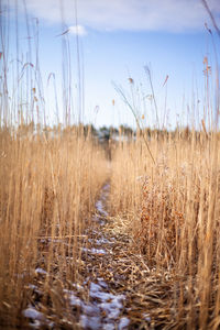 Grass growing on field against sky