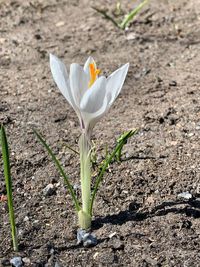 Close-up of white crocus flower on field