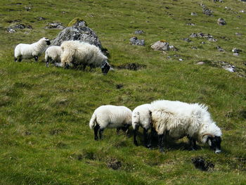 Sheep grazing in a field