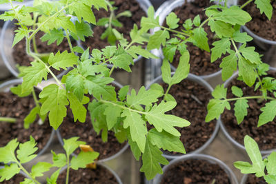 Close-up of green leaves