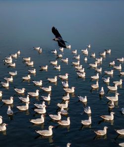 Seagulls flying over sea