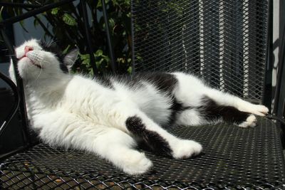 Cat relaxing on floor