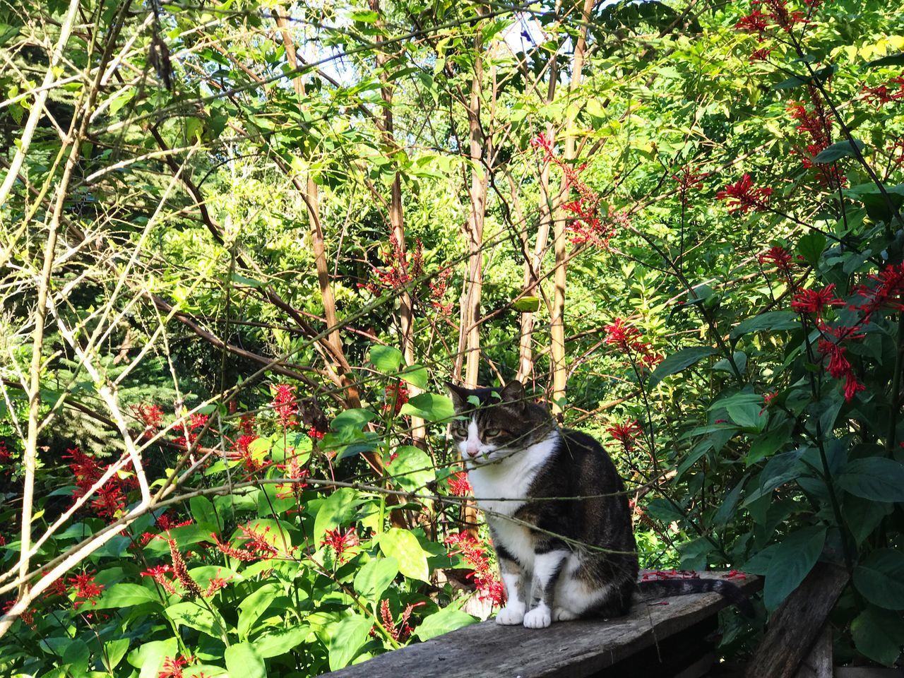 CAT LOOKING AWAY AGAINST TREES