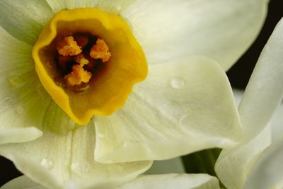 Close-up of yellow flower