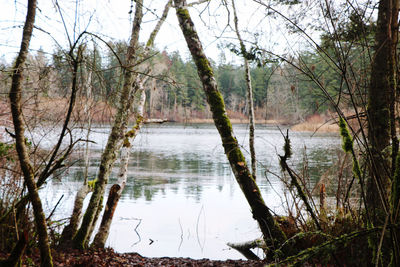 Scenic view of lake in forest
