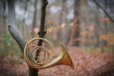 A french horn on branch in the forest.