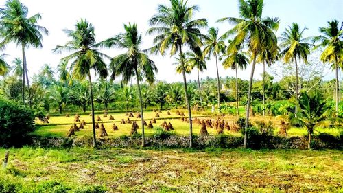 Trees on field against sky