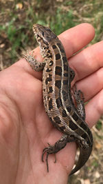 Close-up of hand holding lizard