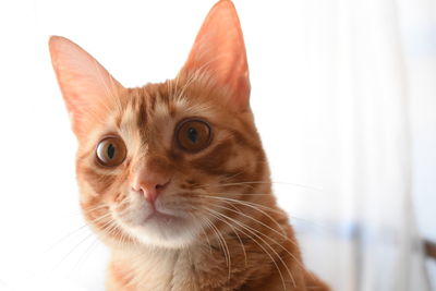 Close-up portrait of a cat