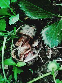 Close-up of snake on plant