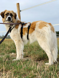 Dog standing on field