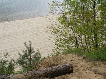 Plants growing on land in forest