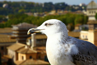 Close-up of bird