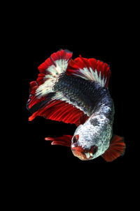 Close-up of red flower against black background