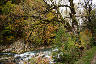 Trees growing by river in forest