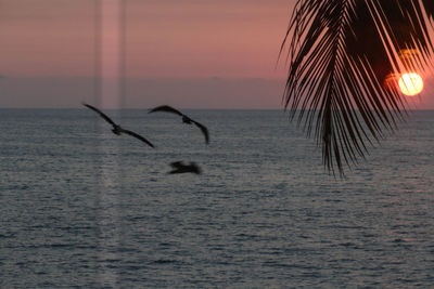 Silhouette birds flying over sea seen through glass window during sunset