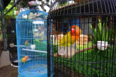 Close-up of parrot perching in cage