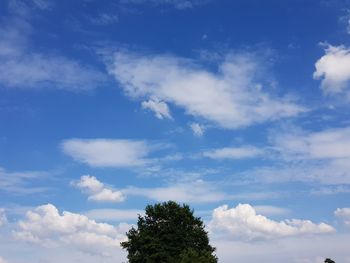 Low angle view of trees against blue sky