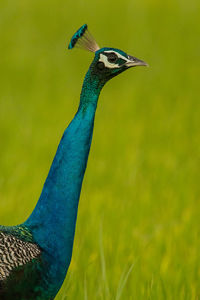 Close-up of peacock