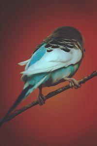 Close-up of bird perching on red background