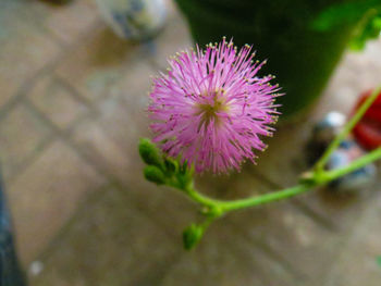 Close-up of purple thistle blooming outdoors