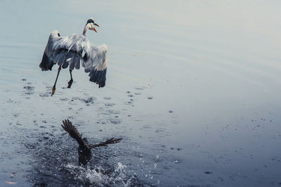 Birds on lake