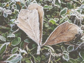 Close-up of dry leaves on frozen plant