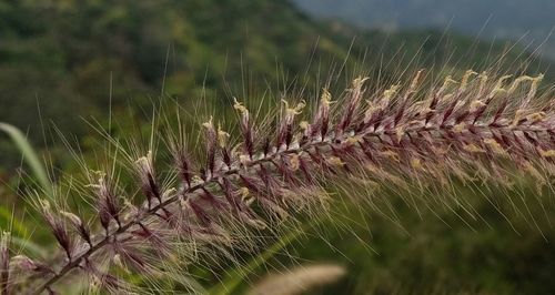 Close-up of purple flower plants