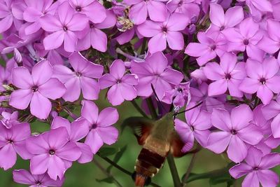 Close-up of pink flowering plants