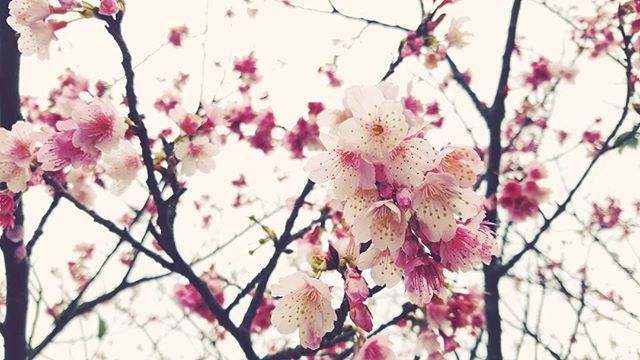 flower, freshness, branch, tree, cherry blossom, growth, pink color, fragility, beauty in nature, cherry tree, blossom, nature, low angle view, focus on foreground, springtime, twig, in bloom, petal, blooming, close-up