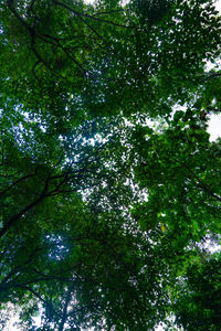 Low angle view of trees in forest