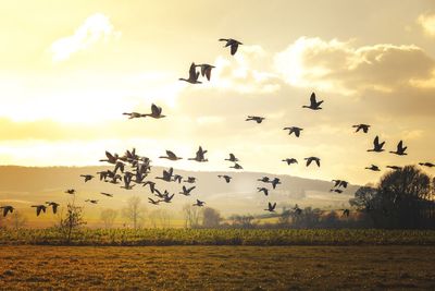 Birds flying over field against sky during sunset