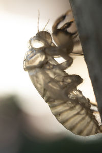 Close-up of crab on metal