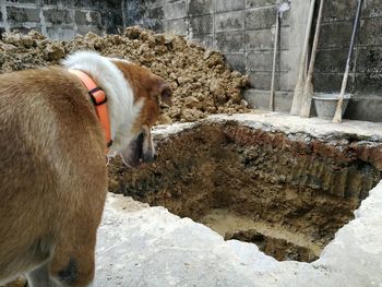 Dog standing on rock against wall