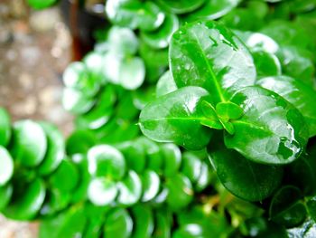 Close-up of green leaves