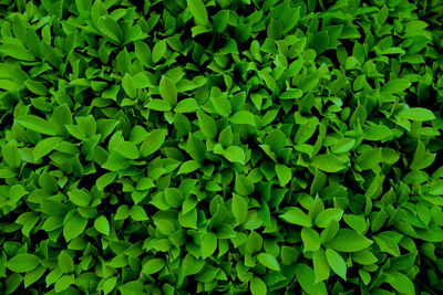 Full frame shot of green leaves