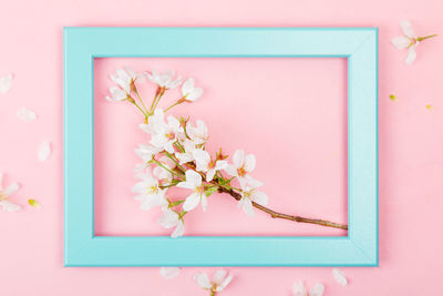 Directly above shot of pink flowering plant on table