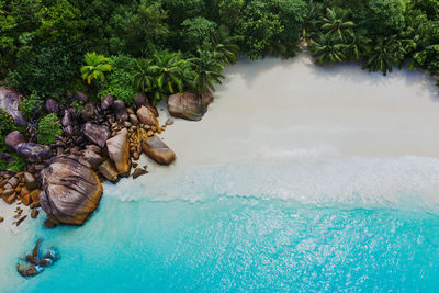 Plants growing in swimming pool